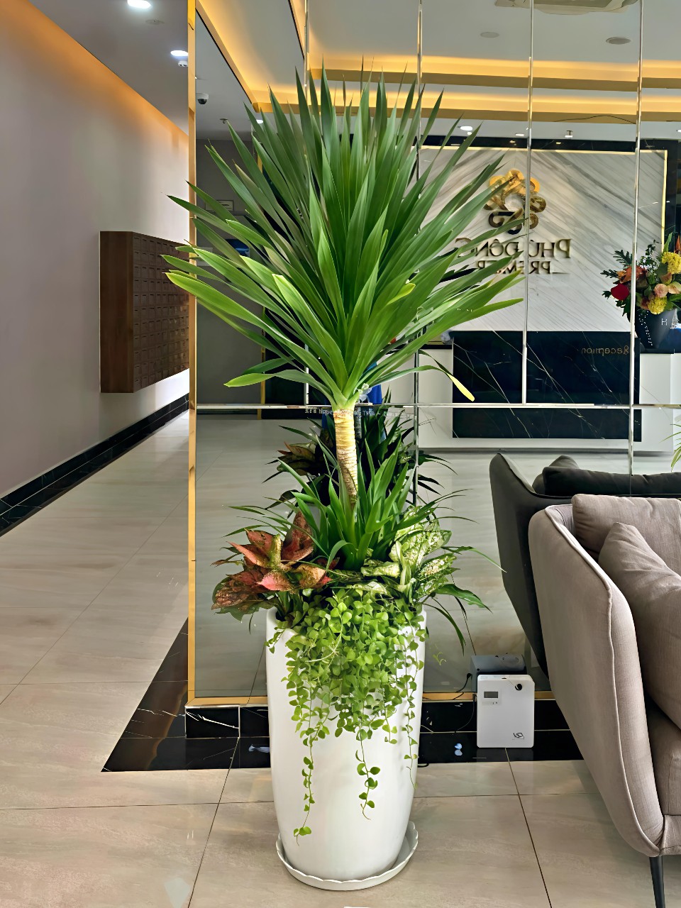 Top 5 Cây Nội Thất Bền Đẹp Trang Trí Văn Phòng