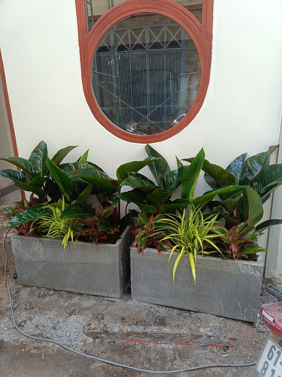 Cây cảnh giá sỉ