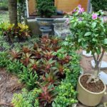 Cây cảnh giá sỉ