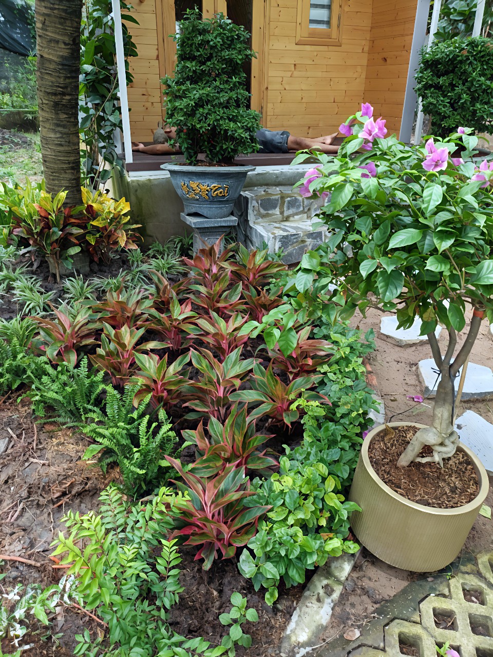 Cây cảnh giá sỉ