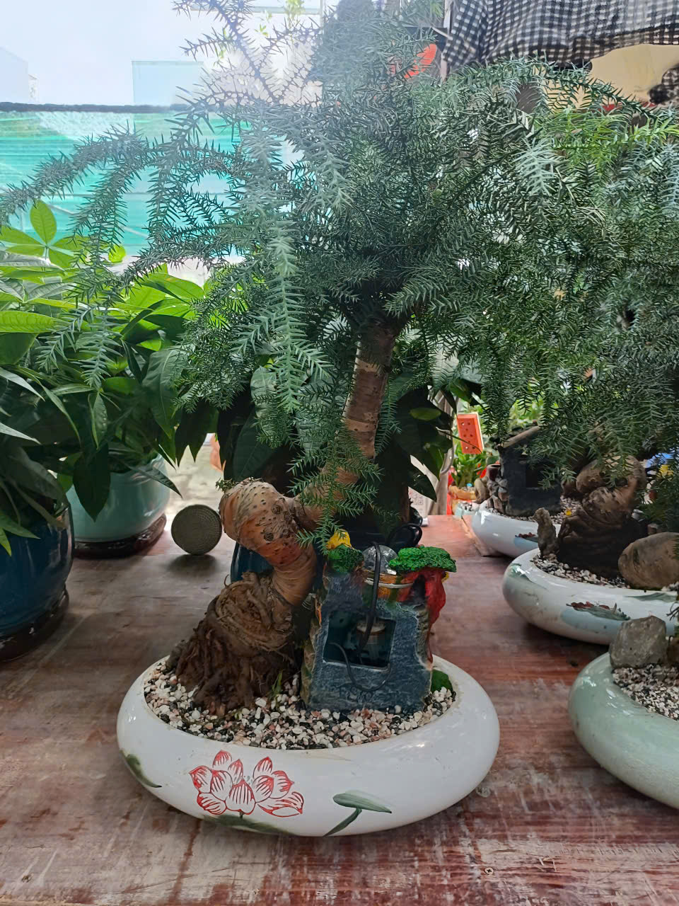 cây để bàn