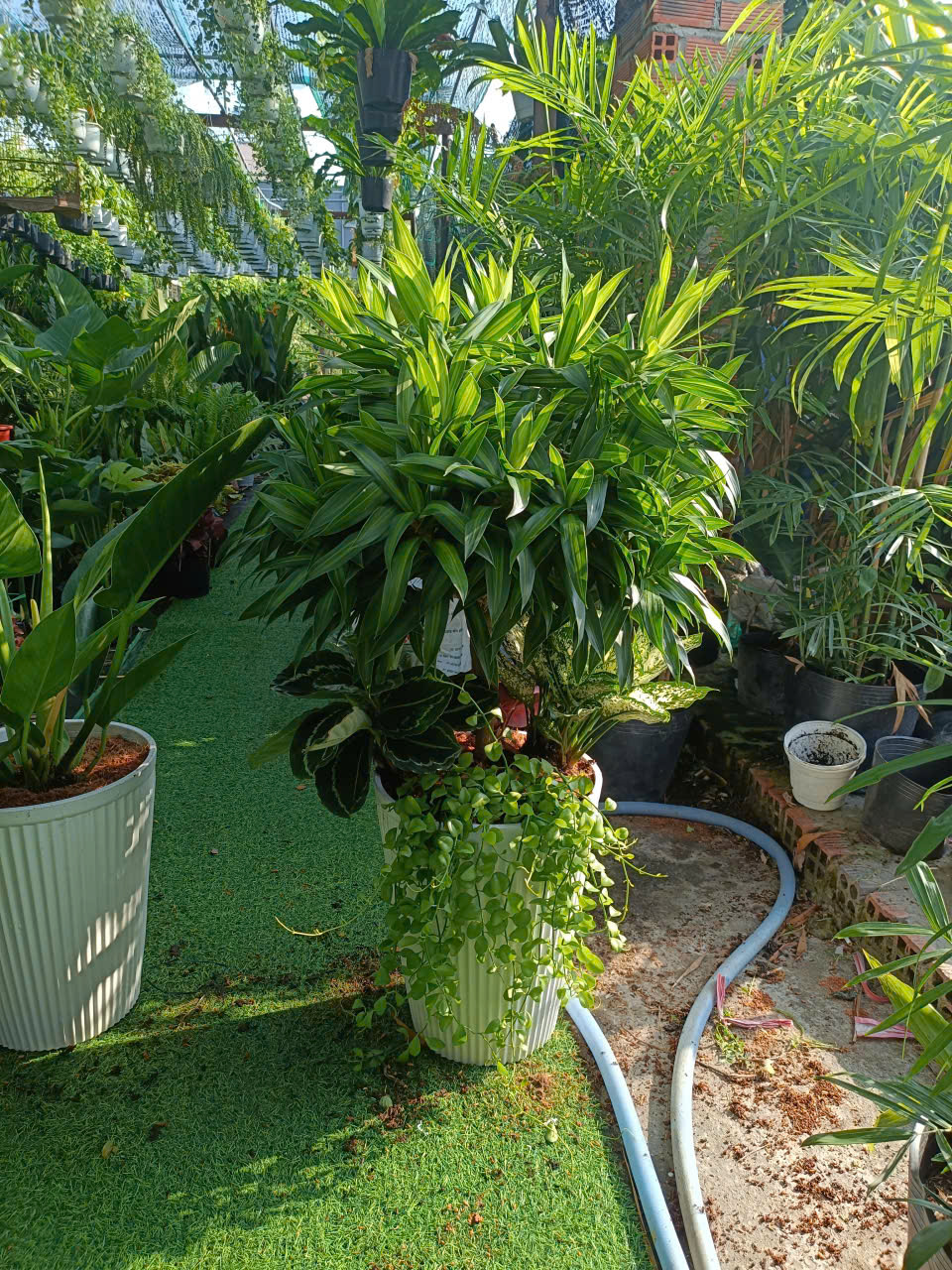 cây nội thất văn phòng