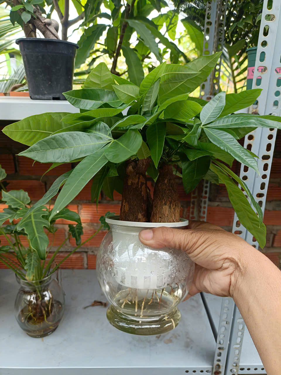 Cây thủy sinh
