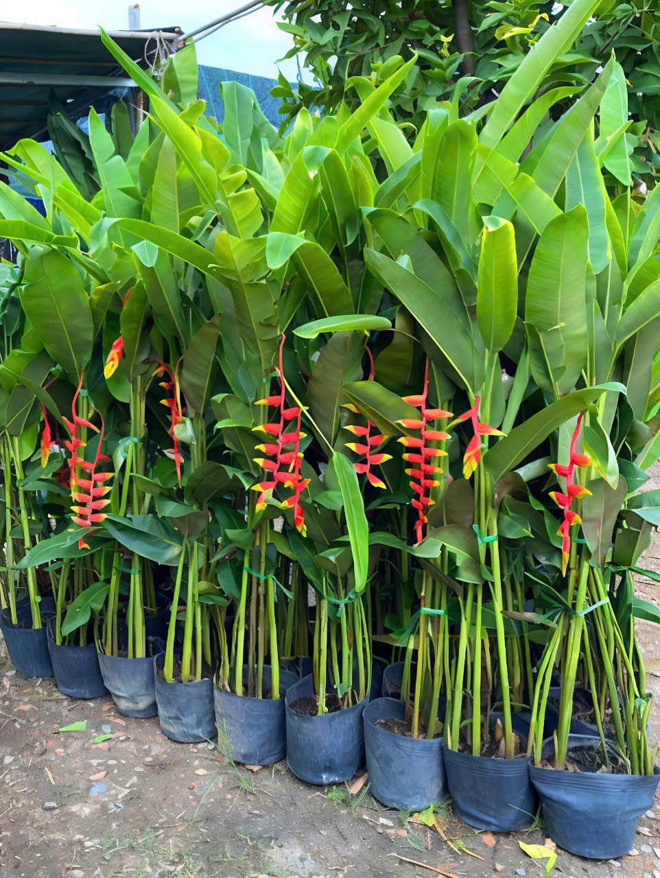 cây trồng ban công sân thượng