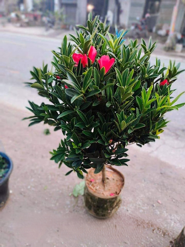 Oplus_16908288