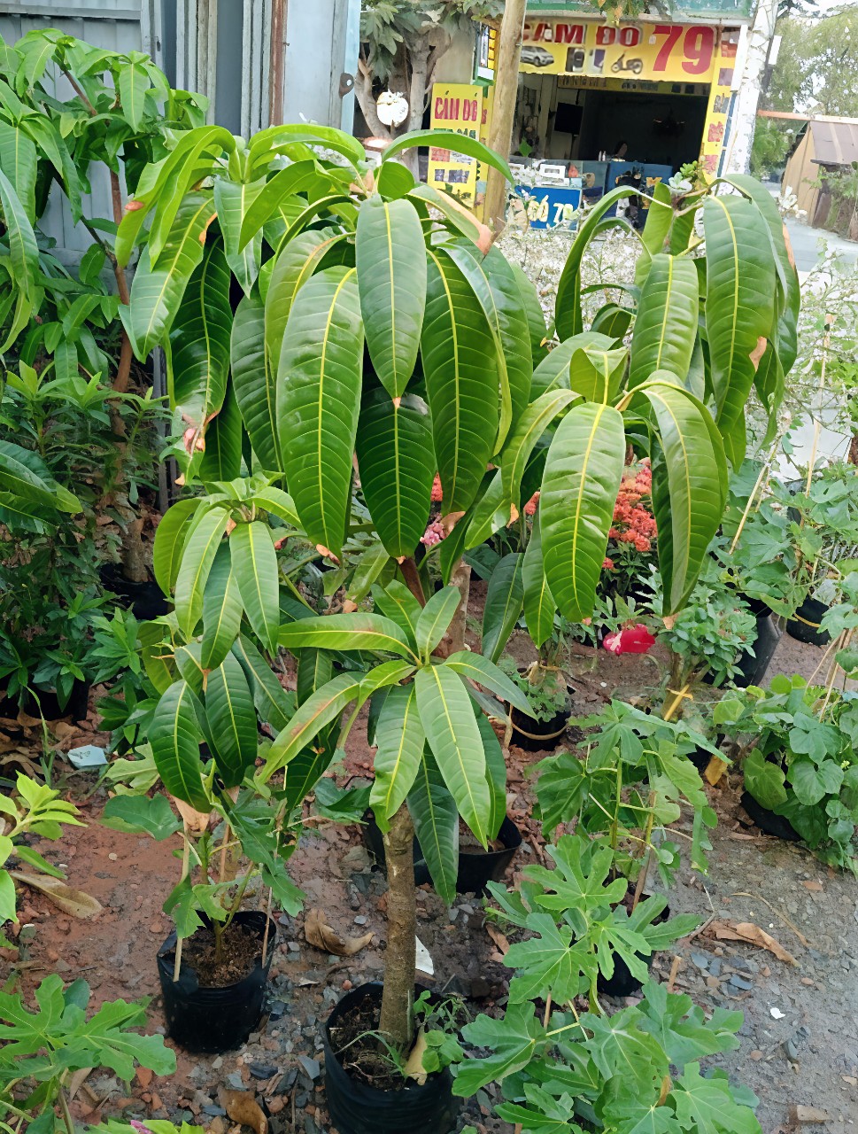 cây xoài thái