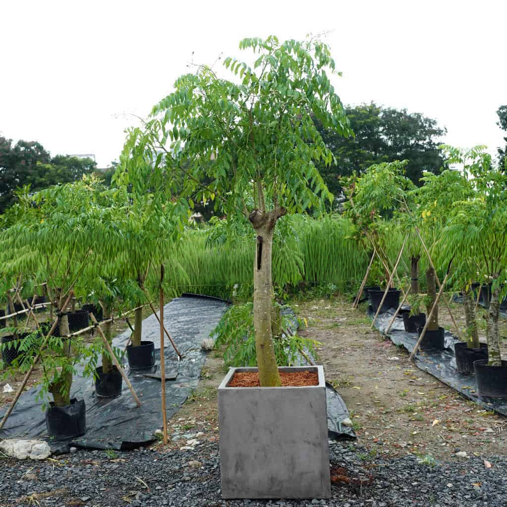 cây cóc thái trưởng thành