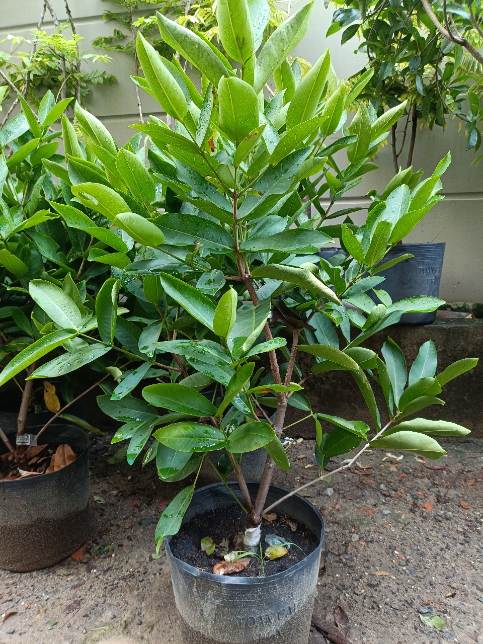 mận đường xanh