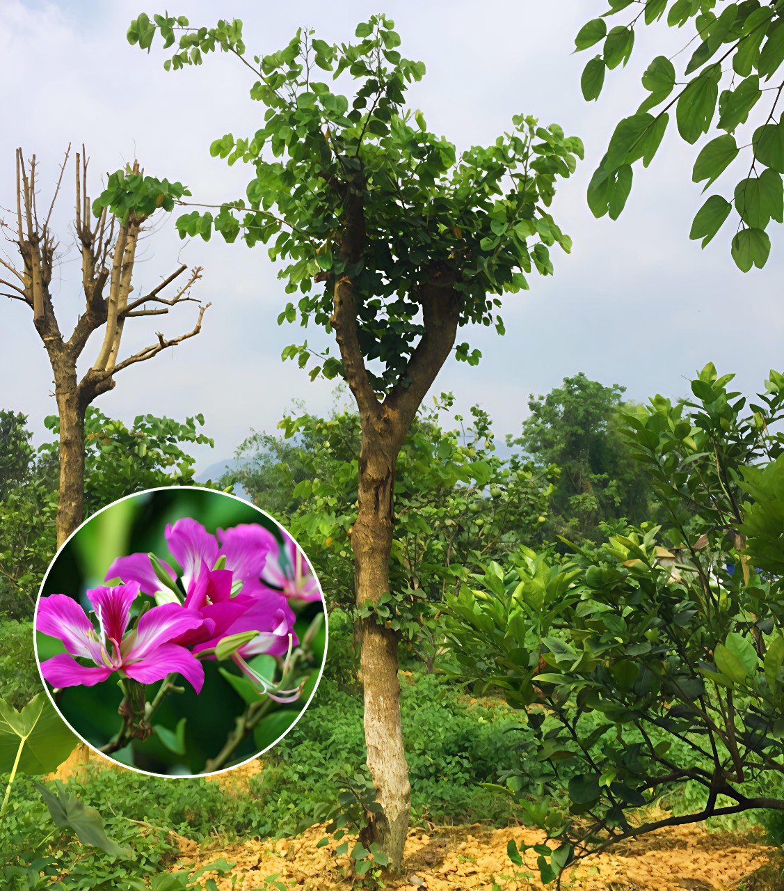 cây móng bò tím
