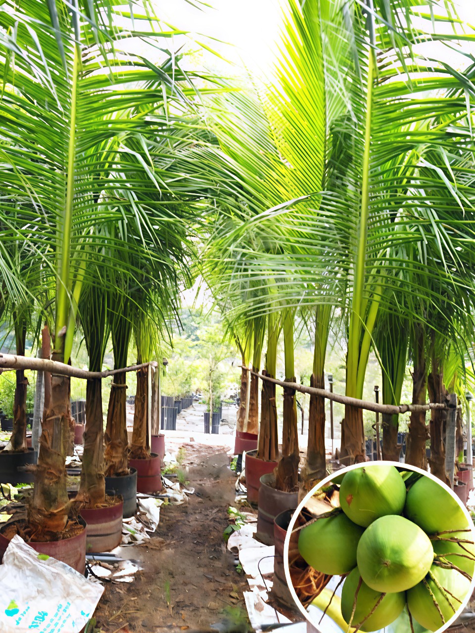 Cây Dưa Xiêm lùm