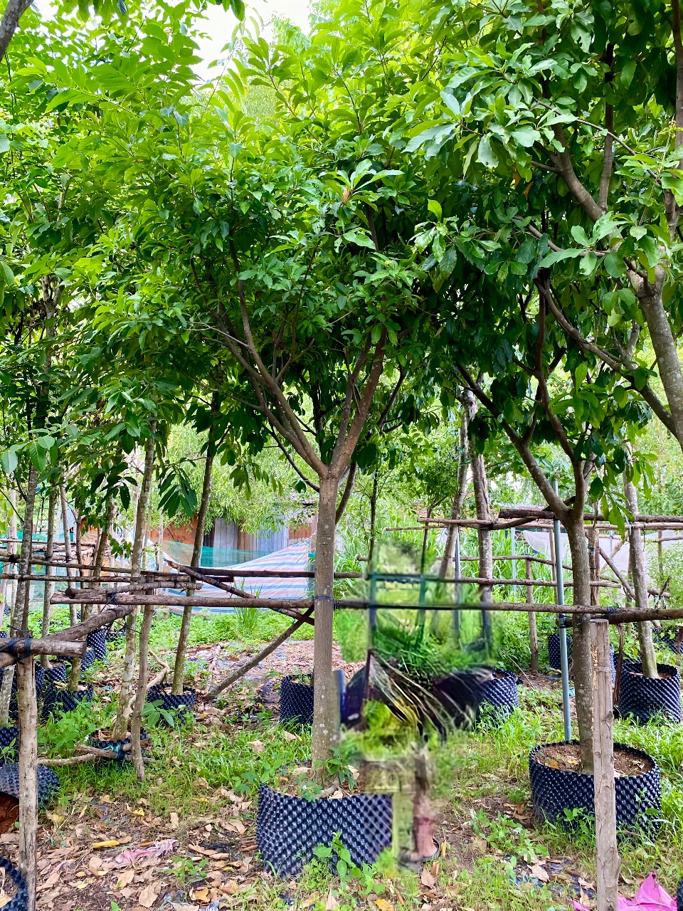 cây lộc vừng đỏ