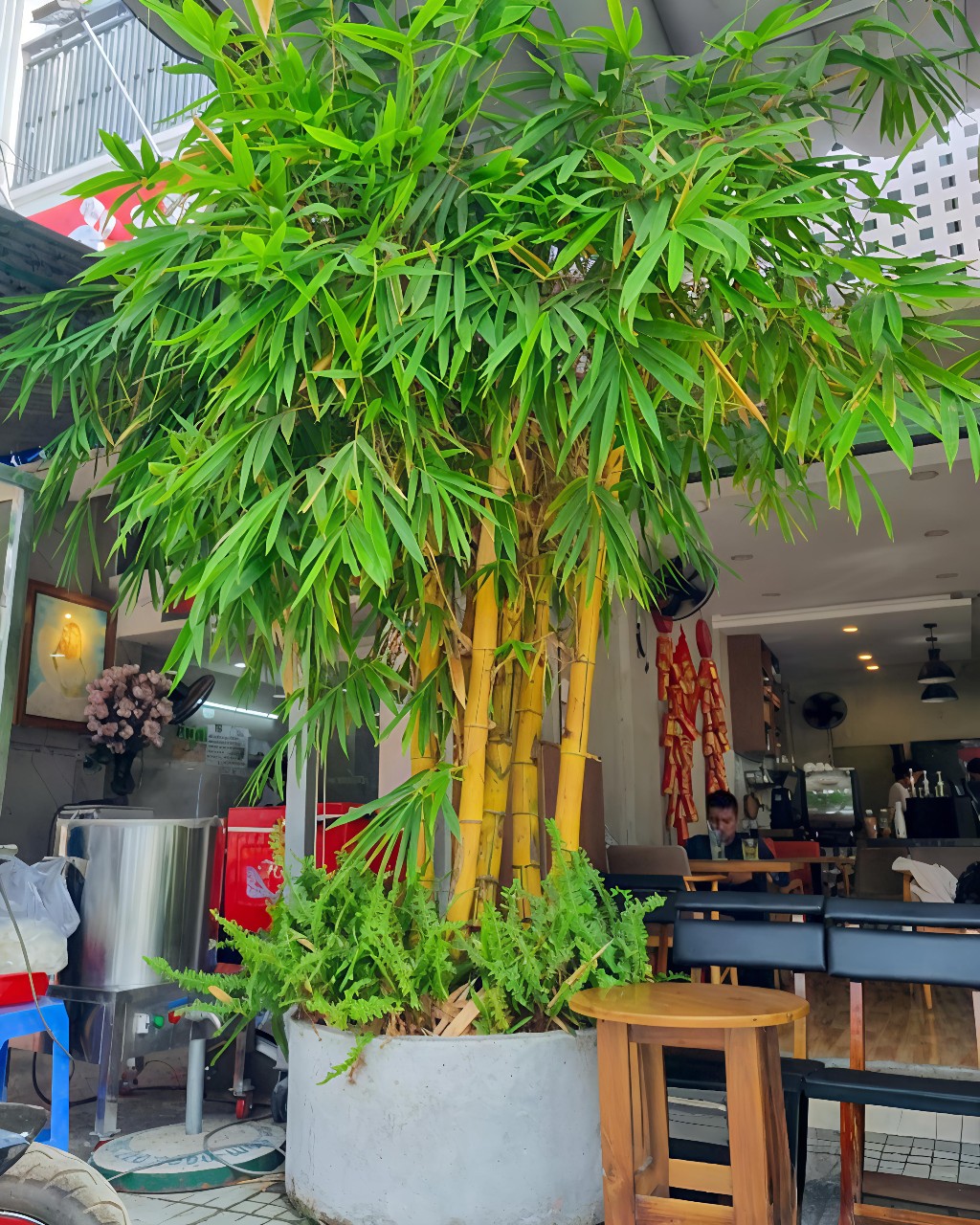 cây tre vàng