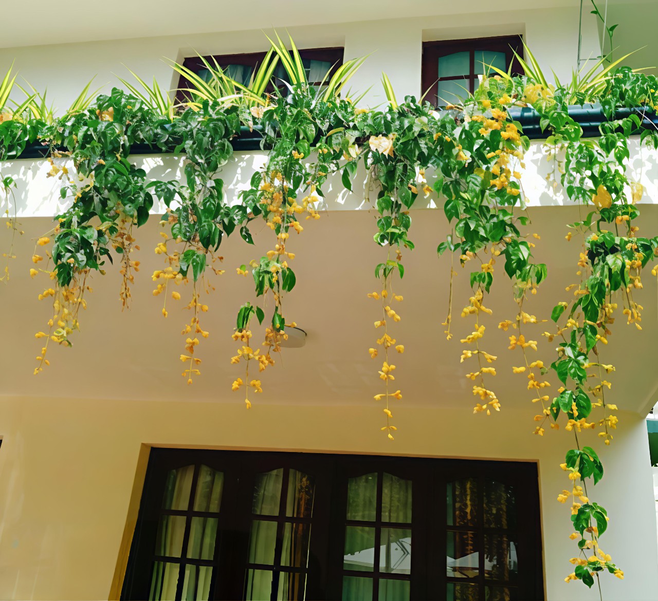 Lan Hoàng Dương hoa vàng chùm