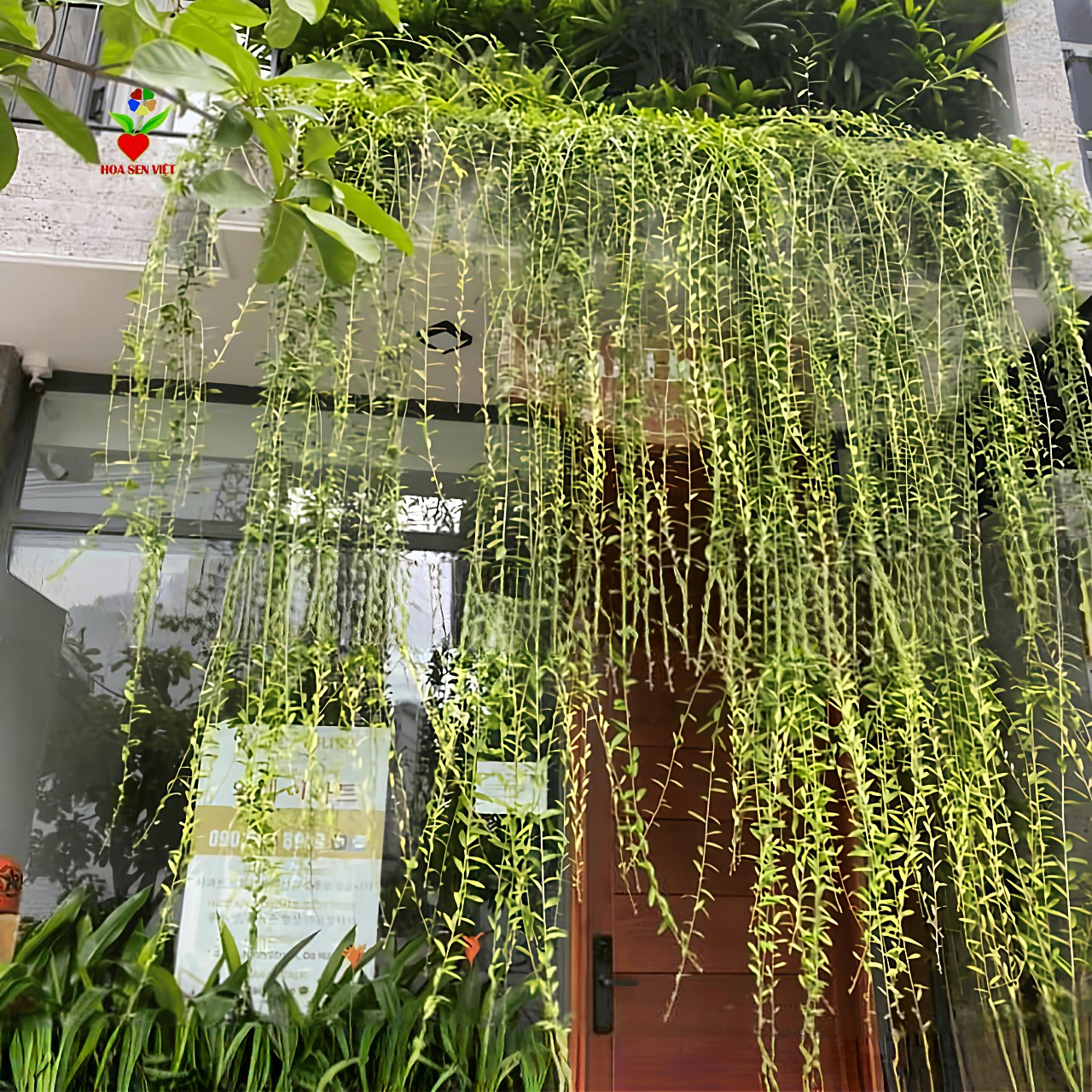 cây cúc tần ấn độ