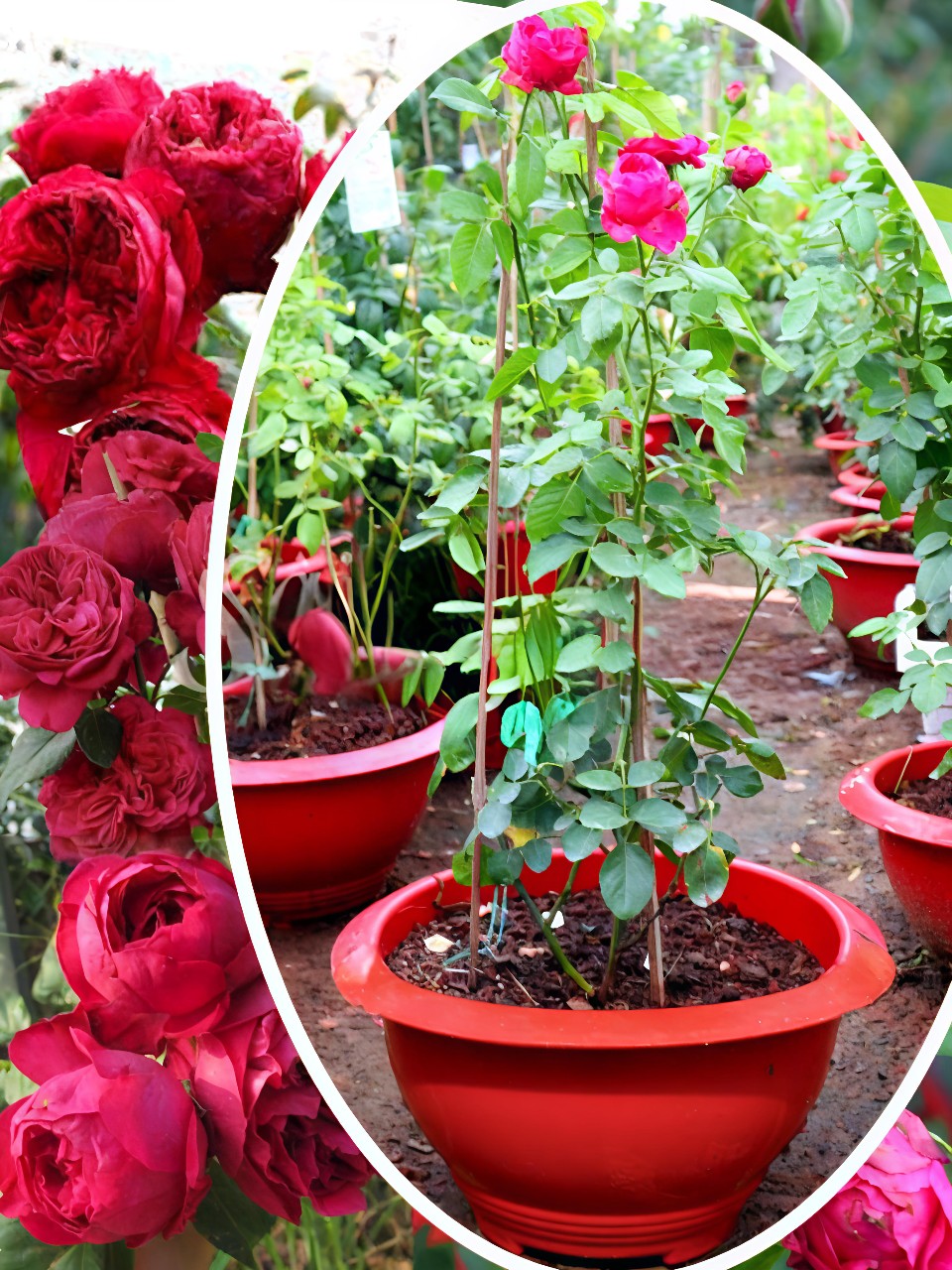 cây hồng leo red eden 