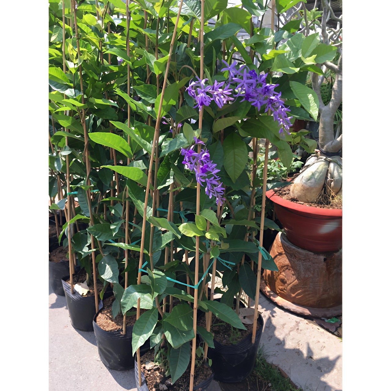 cây mai xanh thái lan