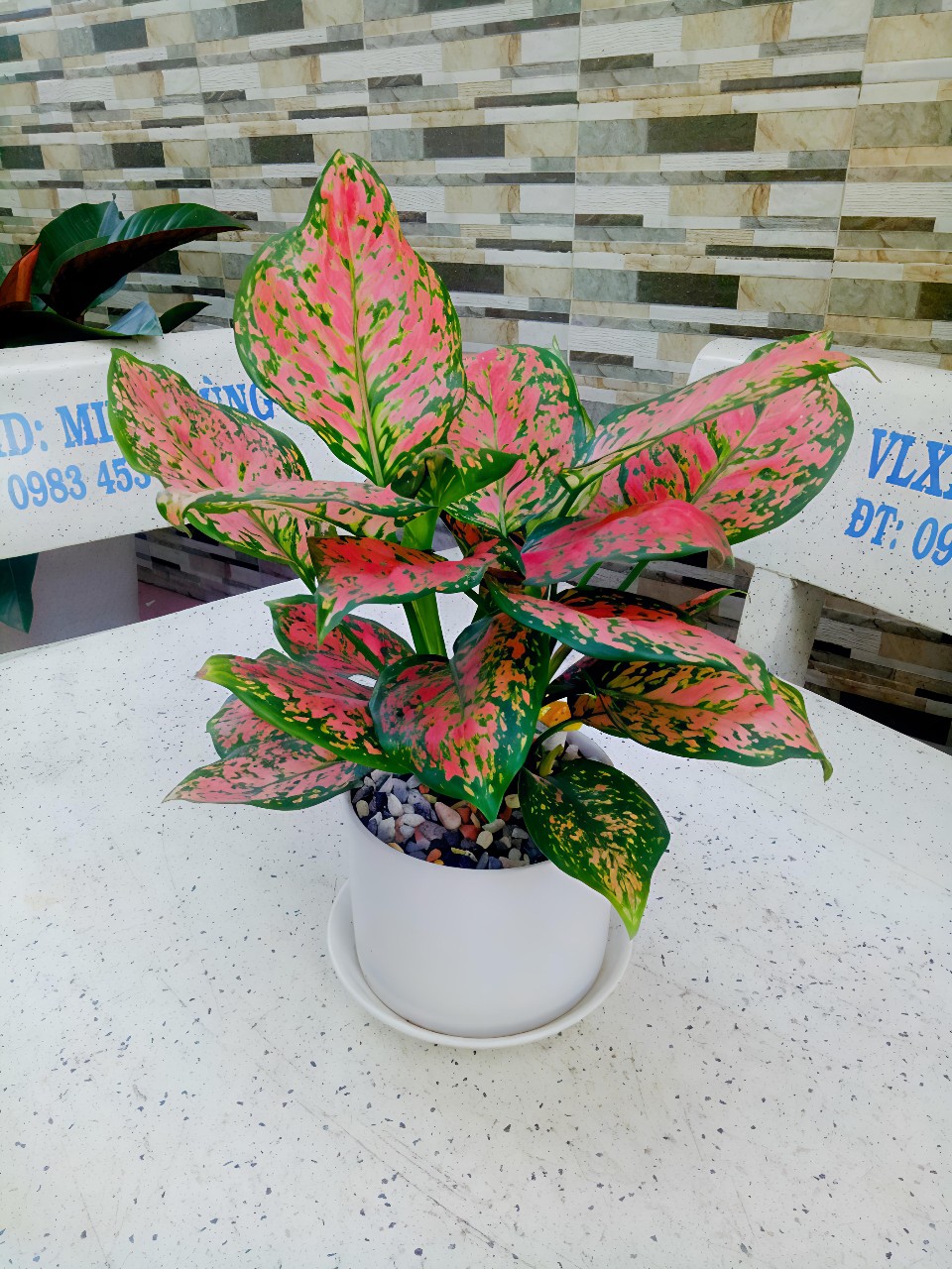 cây vạn lộc dể bàn