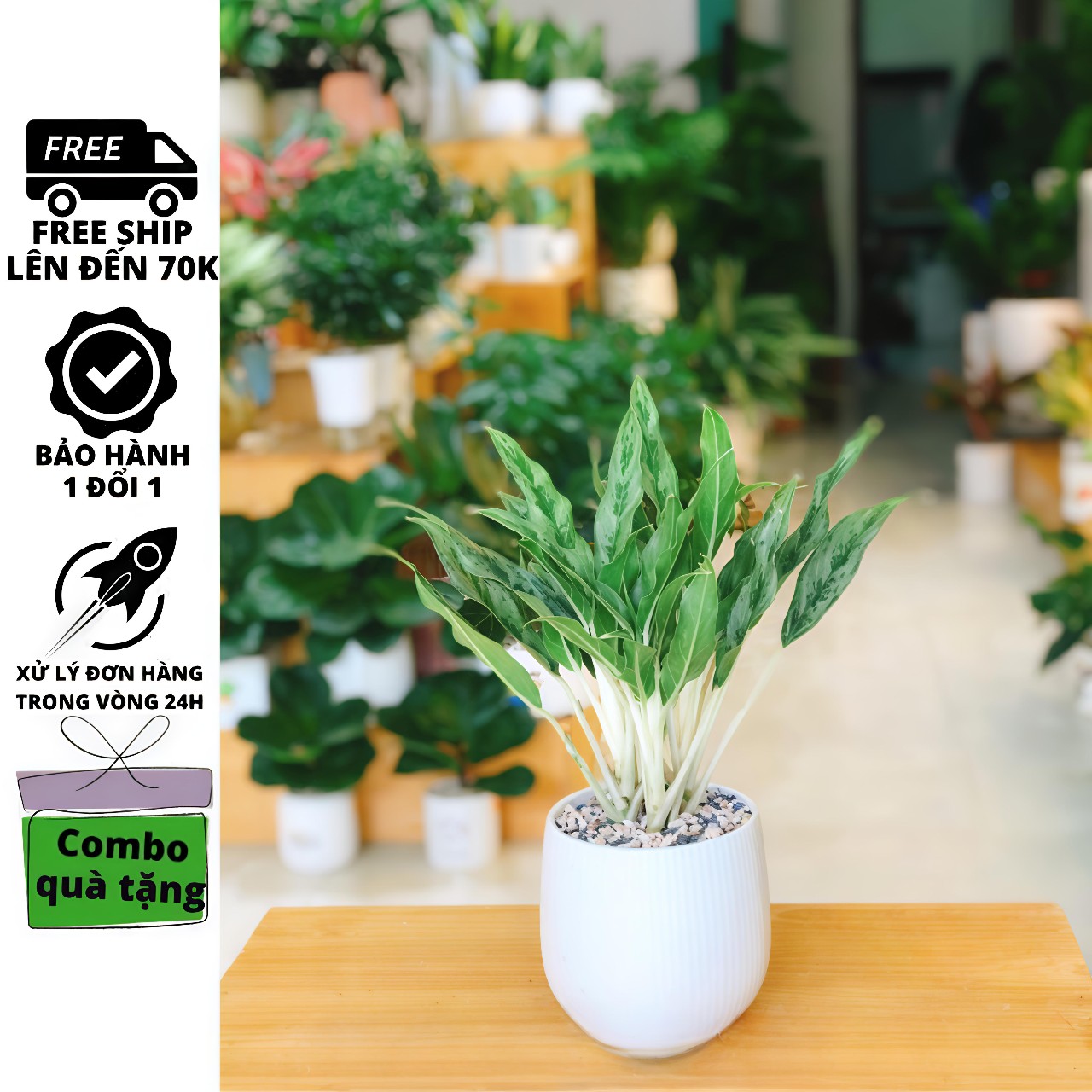 cây giữ tiền thái