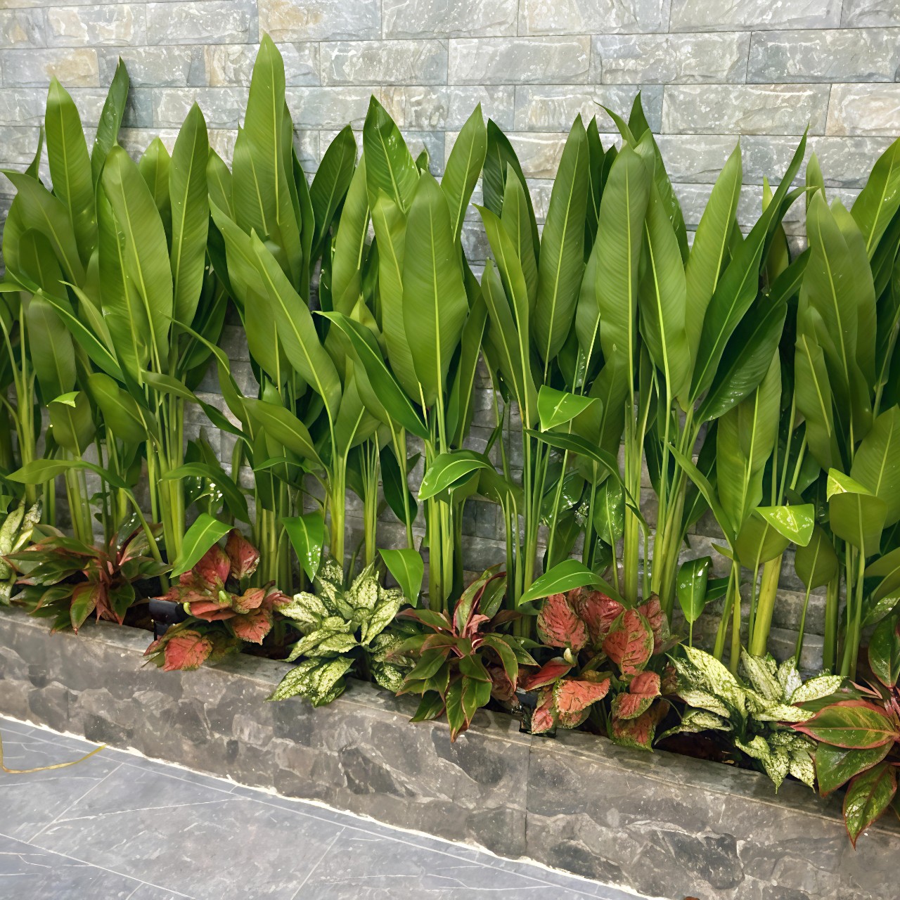 cây chuối thiên điểu thái