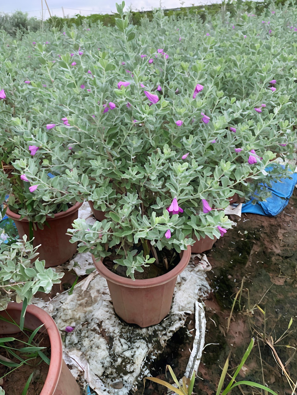 cây tuyết sơn phi hồ
