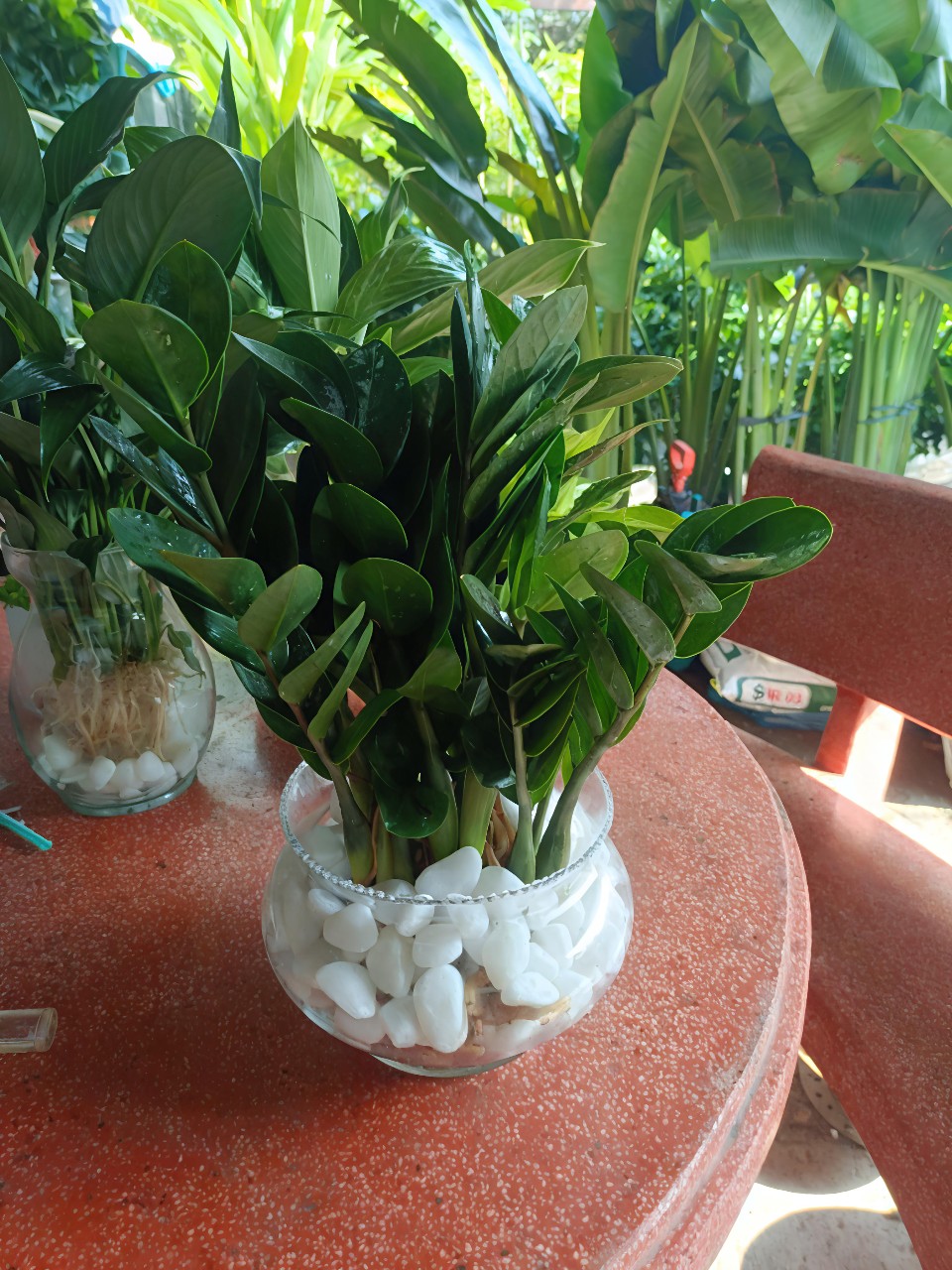 cây kim tiền trồng nước