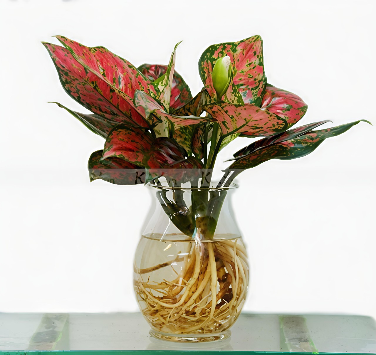 cây vạn lộc