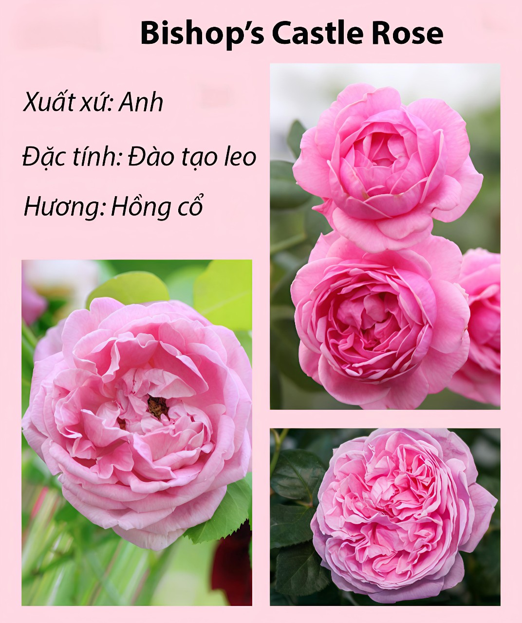 cây hồng ngoại bishop' caste