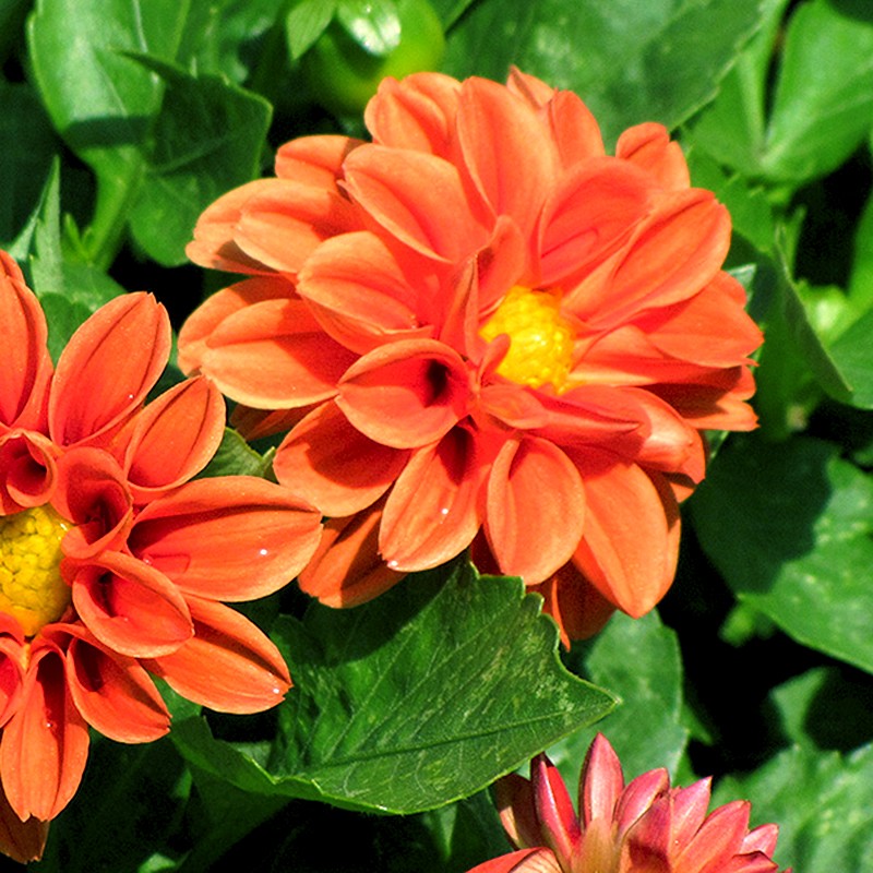 cây hoa thược dược