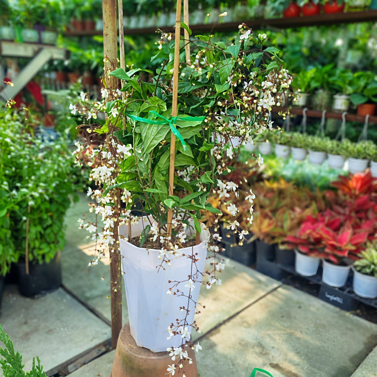 cây dạ ngọc minh châu