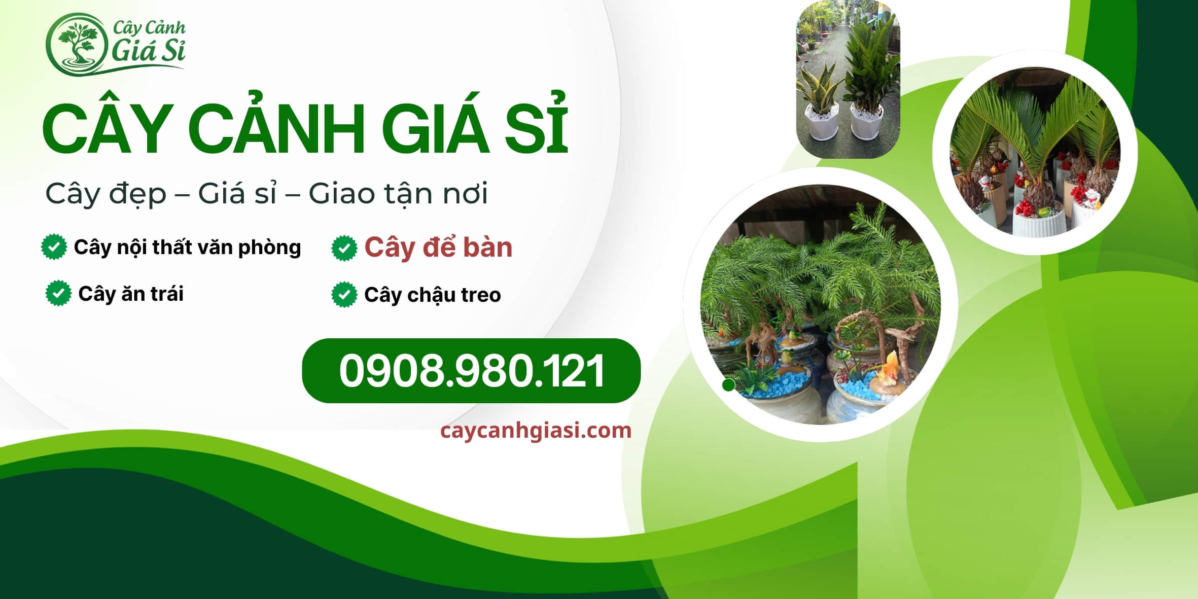 Cây cảnh giá sỉ