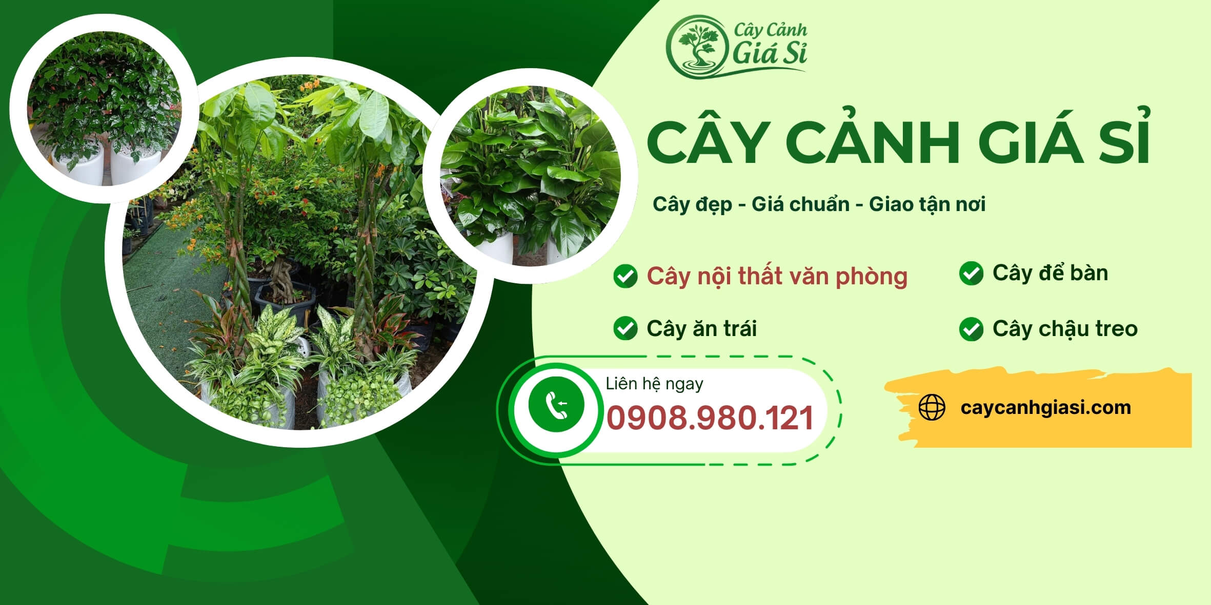 Cây cảnh giá sỉ