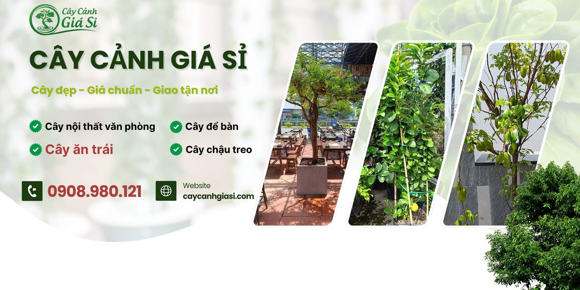 Cây cảnh giá sỉ