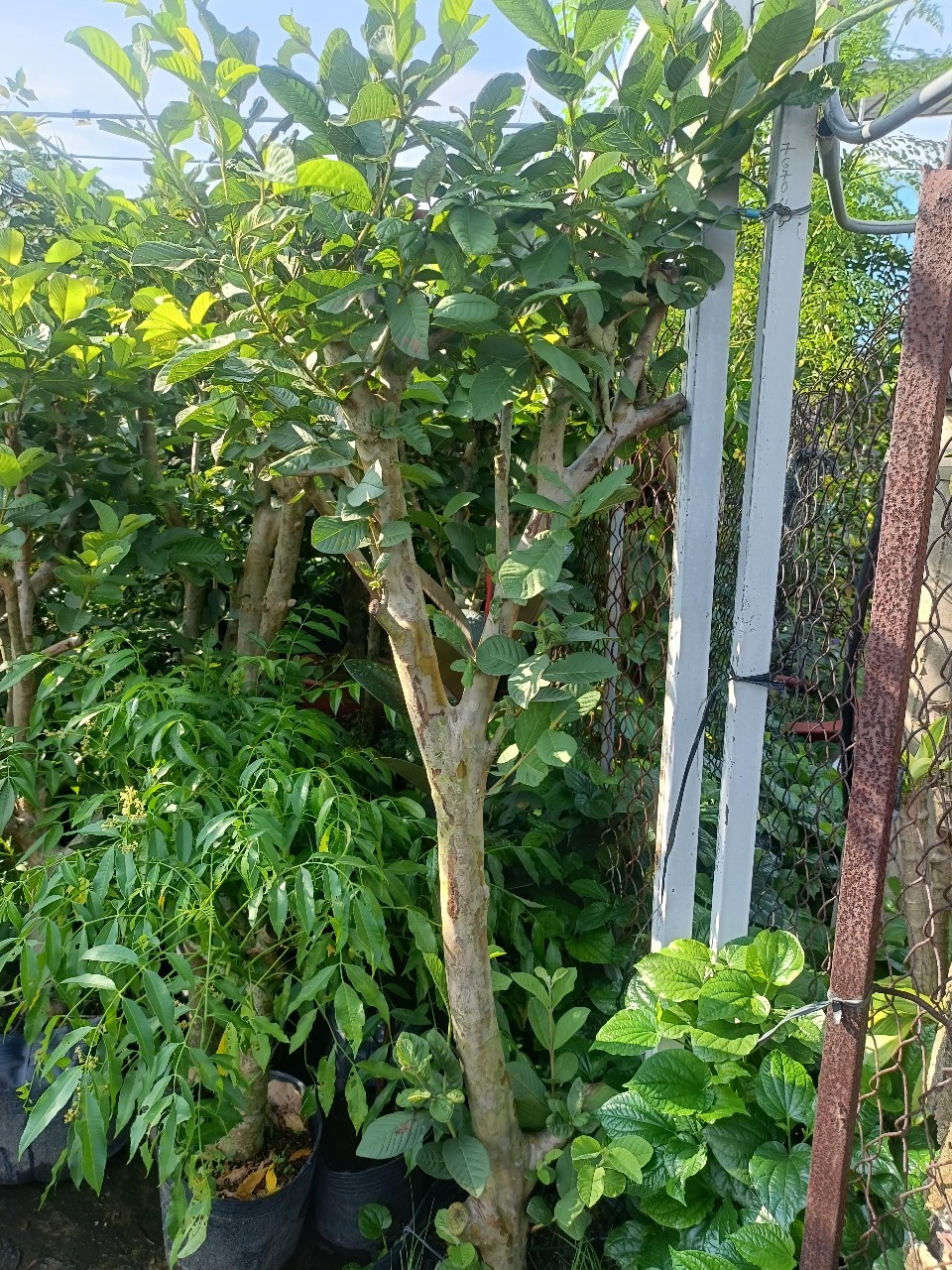 cây ổi gốc lớn